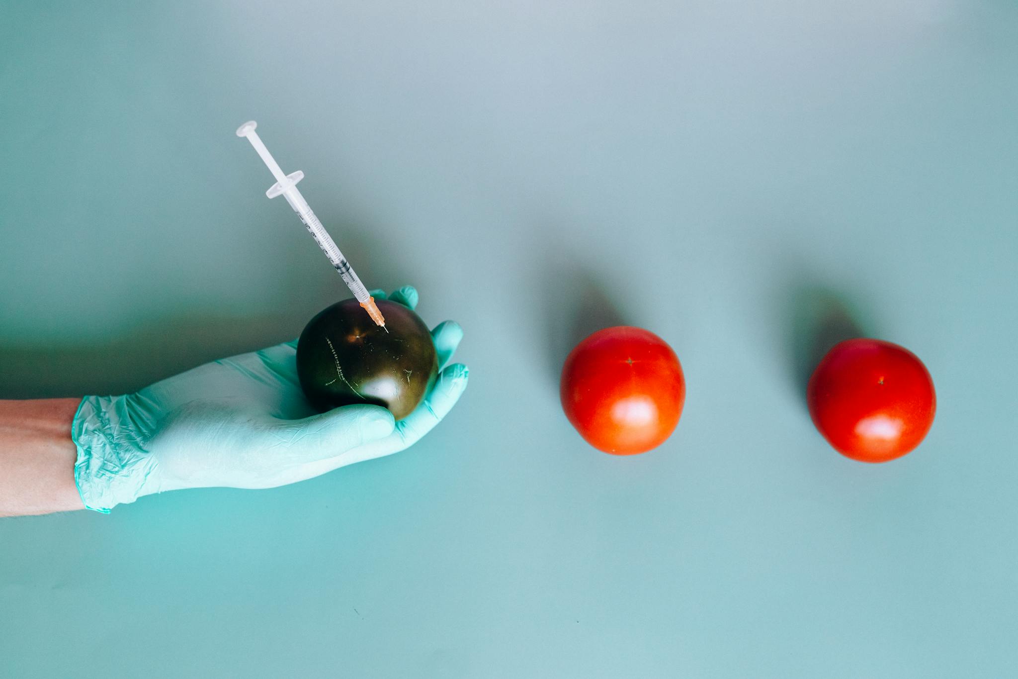 Gloved hand injecting a tomato on a teal background, innovation in agriculture.