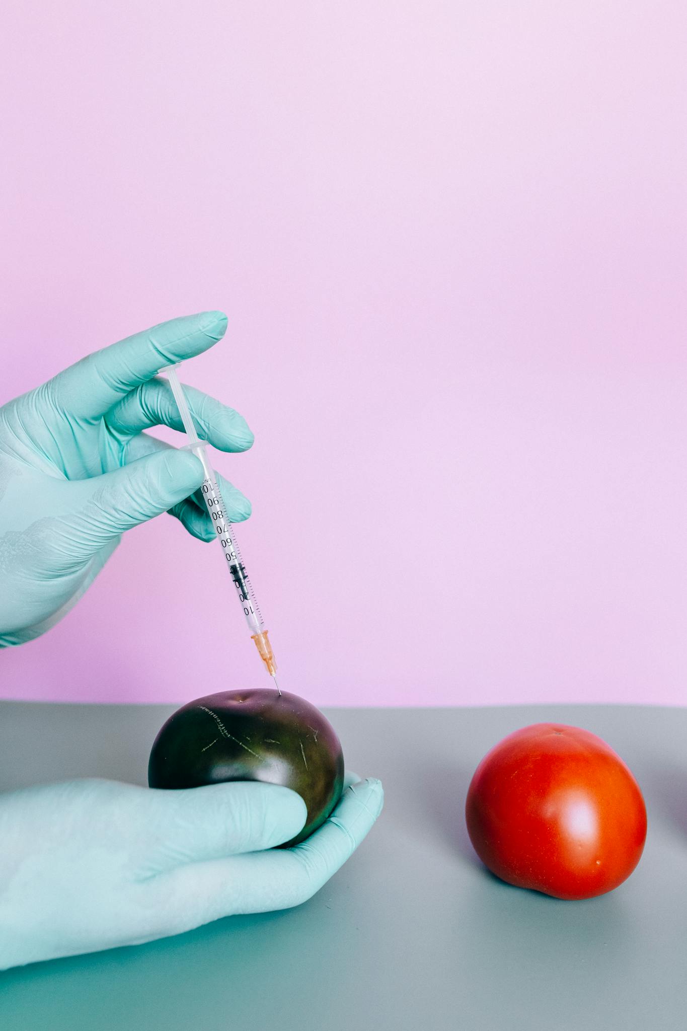 Gloved hands injecting a tomato with a syringe, symbolizing biotechnology and genetic modification.